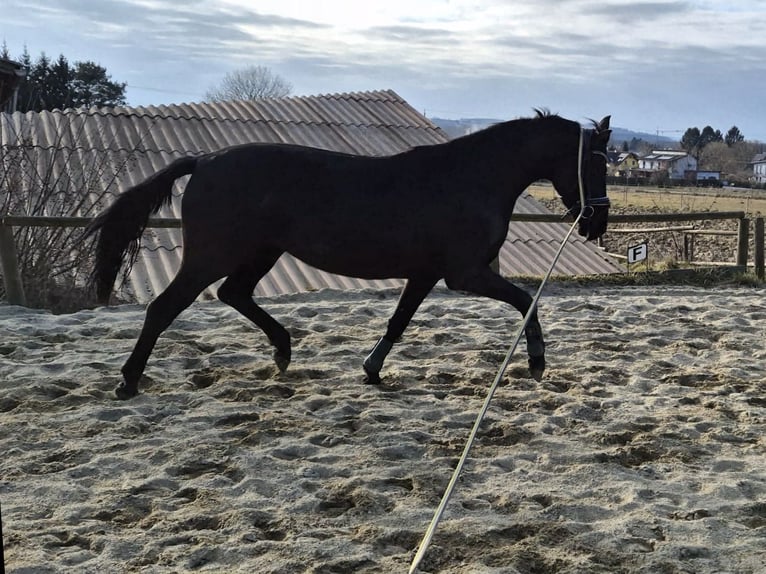 Austrian Warmblood Mare 4 years 16 hh Black in Rudersdorf