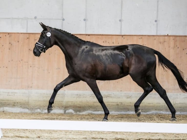 Austrian Warmblood Mare 4 years 16 hh Black in St Marein bei Graz