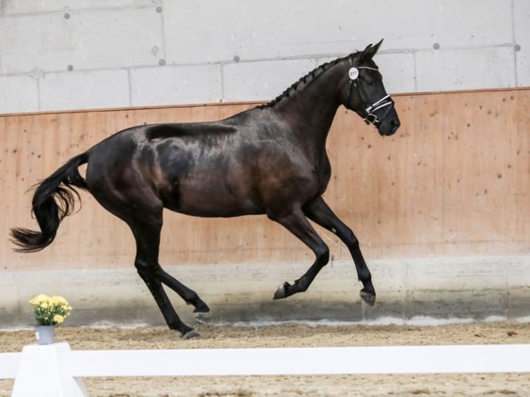 Austrian Warmblood Mare 4 years 16 hh Black in St Marein bei Graz