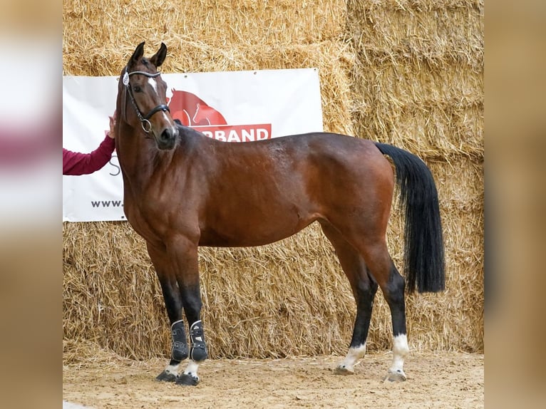 Austrian Warmblood Mare 4 years 16 hh Brown in Braunau