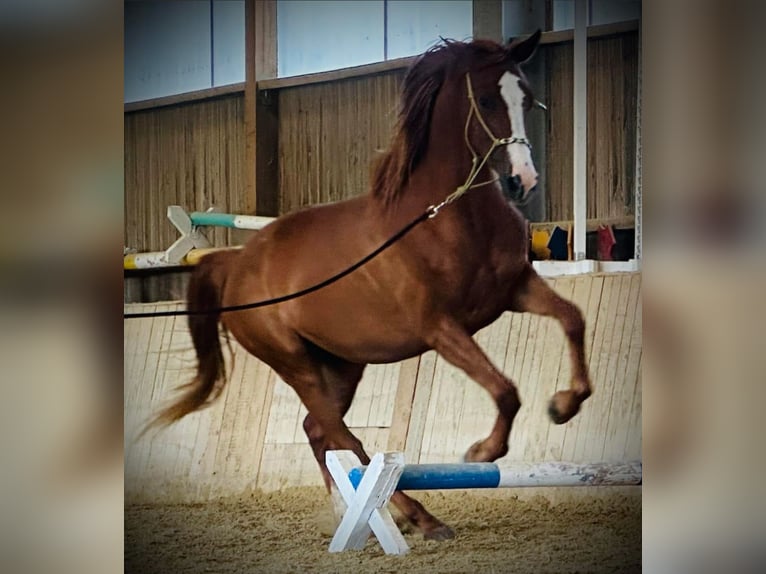 Austrian Warmblood Mare 4 years 16 hh Chestnut-Red in Sittendorf