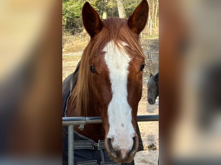 Austrian Warmblood Mare 4 years 16 hh Chestnut-Red in Sittendorf