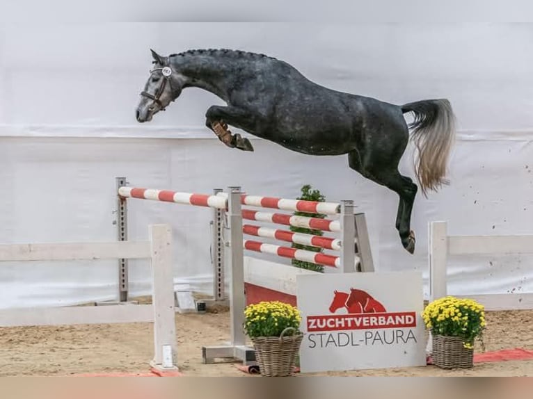 Austrian Warmblood Mare 4 years 16 hh Gray-Dapple in Ebensee