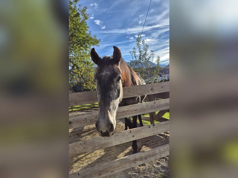 Austrian Warmblood Mare 4 years 16 hh Grey-Dapple in Hermagor-Pressegger See
