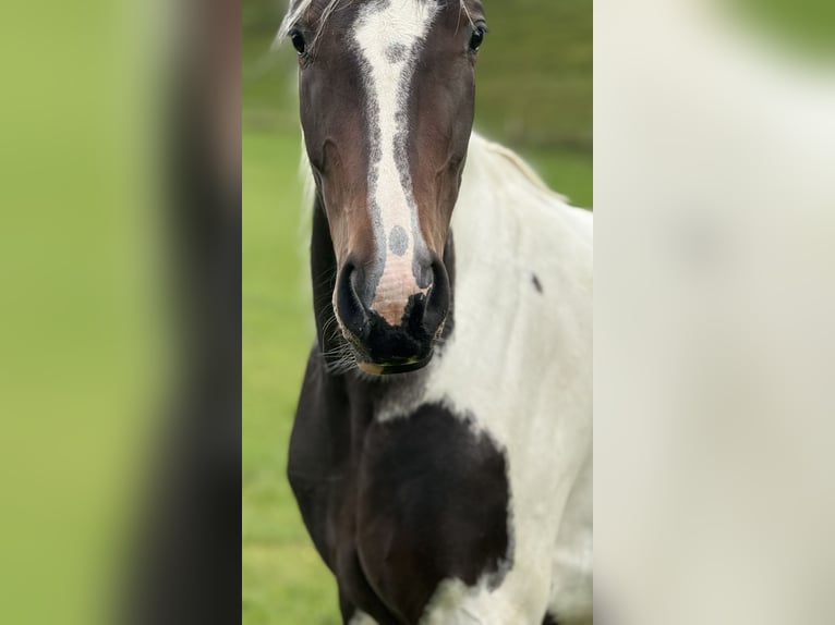 Austrian Warmblood Mare 4 years 16,1 hh Pinto in Bad Kleinkirchheim