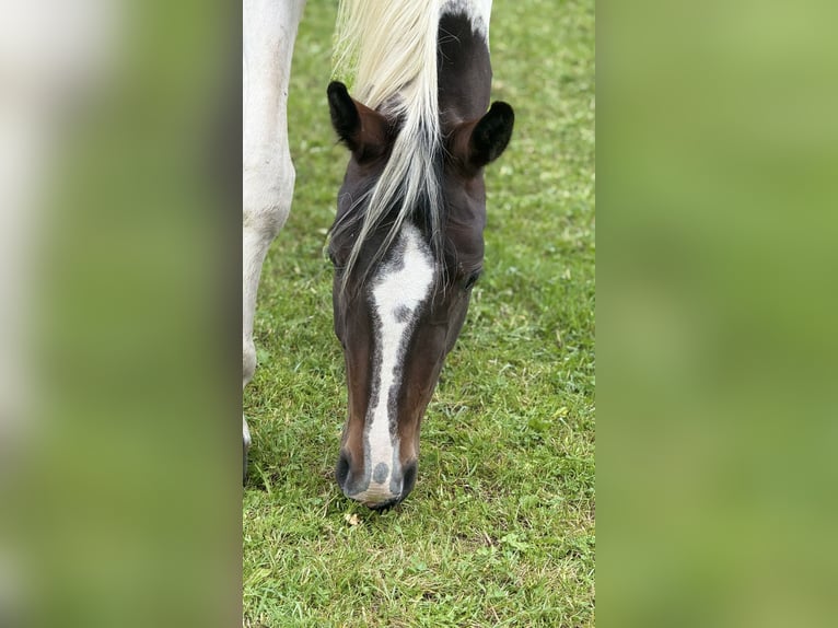 Austrian Warmblood Mare 4 years 16,1 hh Pinto in Bad Kleinkirchheim