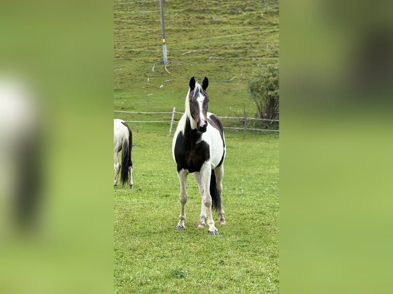 Austrian Warmblood Mare 4 years 16,1 hh Pinto in Bad Kleinkirchheim