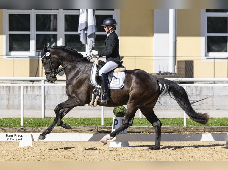 Austrian Warmblood Mare 4 years 16,2 hh Bay-Dark in Ranzelsdorf
