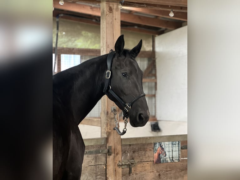 Austrian Warmblood Mare 4 years 16,2 hh Black in Emden