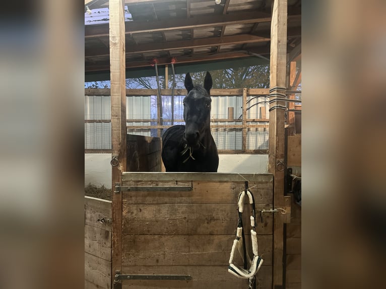 Austrian Warmblood Mare 4 years 16,2 hh Black in Emden