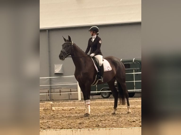 Austrian Warmblood Mare 4 years 17 hh Black in Bad Kleinkirchheim