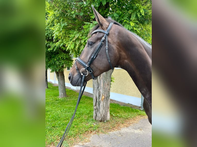 Austrian Warmblood Mare 4 years 17 hh Brown in Stadl-Paura