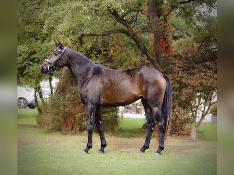 Austrian Warmblood Mare 5 years 15,2 hh Bay-Dark in Oisnitz