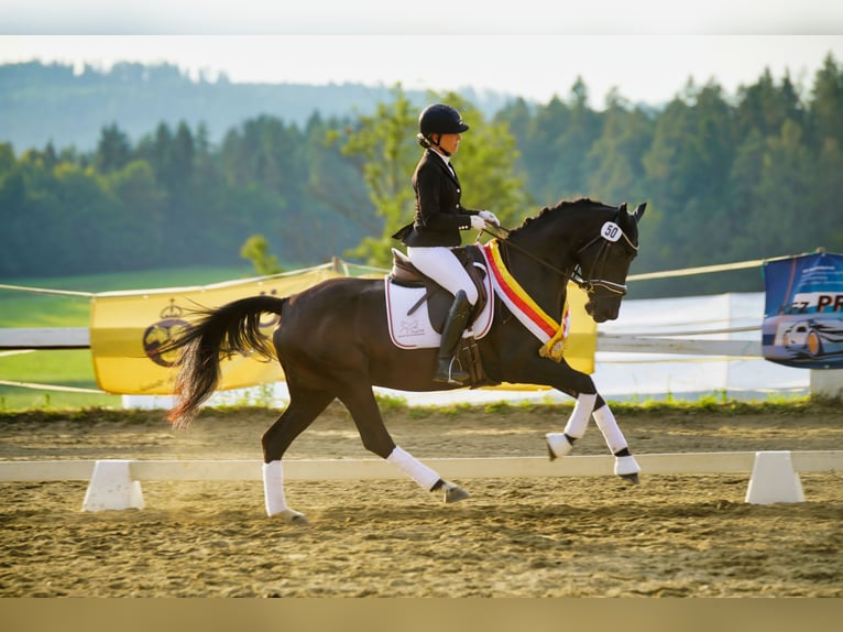 Austrian Warmblood Mare 5 years 15,2 hh Black in Wolfsberg
