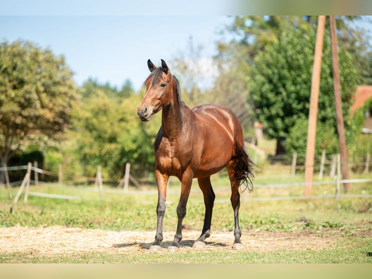 Austrian Warmblood Mare 5 years 15,2 hh Brown in Bad Blumau