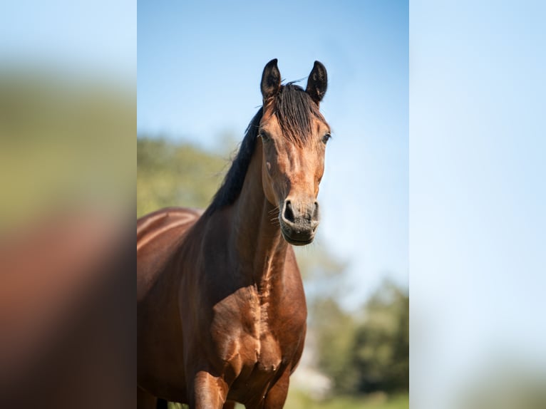 Austrian Warmblood Mare 5 years 15,2 hh Brown in Bad Blumau