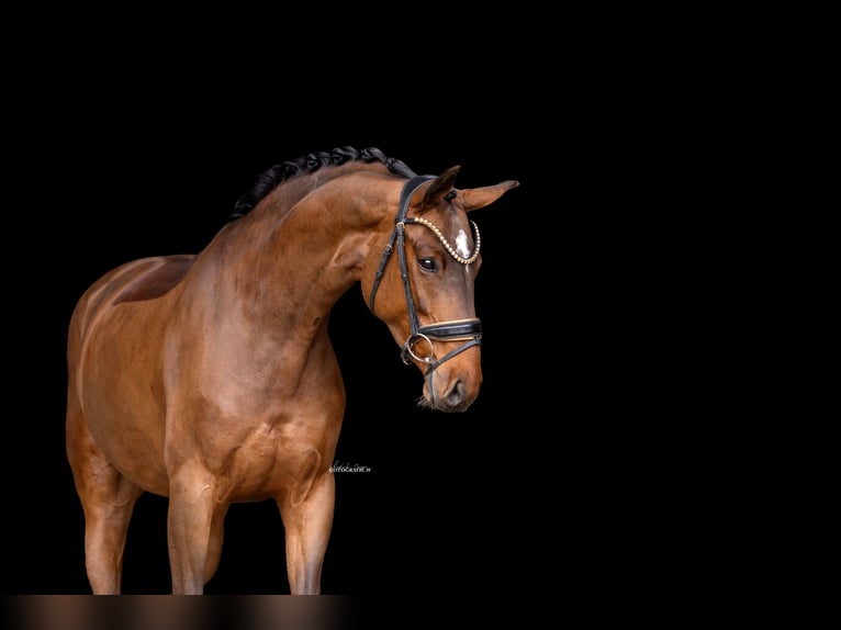 Austrian Warmblood Mare 5 years 16.1 hh Brown in Lehrberg