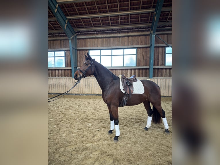 Austrian Warmblood Mare 5 years 16,1 hh Brown in Bamberg