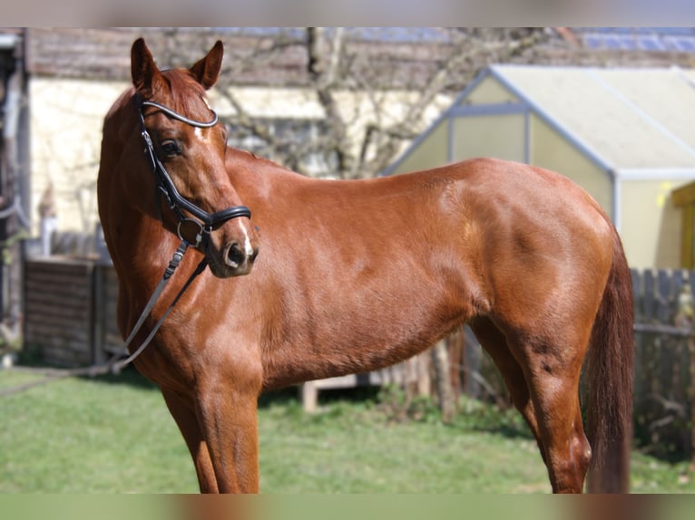 Austrian Warmblood Mare 5 years 16.1 hh Chestnut-Red in Winhöring