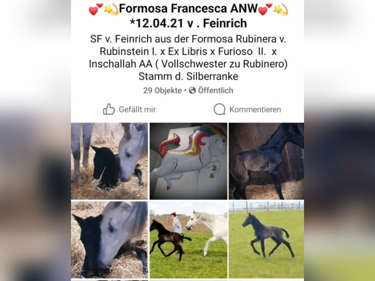 Austrian Warmblood Mare 5 years 16.1 hh Grey in Wolfsbach