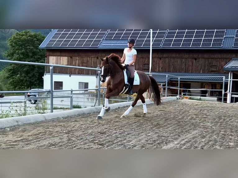 Austrian Warmblood Mare 5 years 16.2 hh Chestnut in Kleinreifling