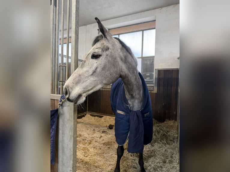 Austrian Warmblood Mare 5 years 16.2 hh Grey in Schrobenhausen