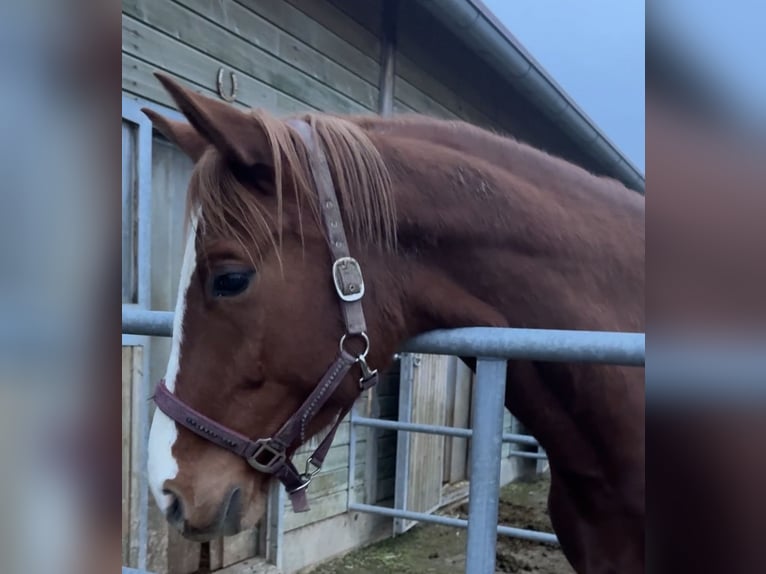 Austrian Warmblood Mare 5 years 16.3 hh Chestnut-Red in Sittendorf