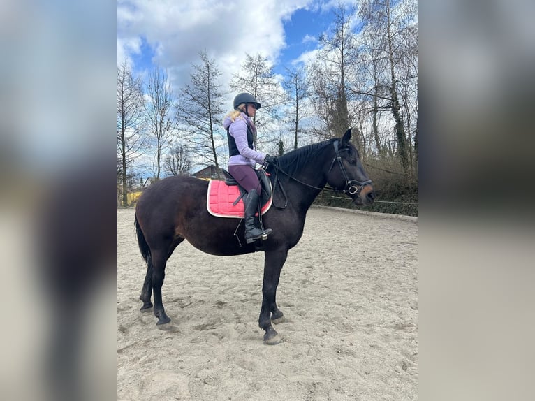Austrian Warmblood Mix Mare 5 years 16 hh Bay-Dark in Edelschrott