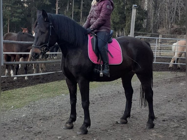 Austrian Warmblood Mix Mare 5 years 16 hh Bay-Dark in Edelschrott
