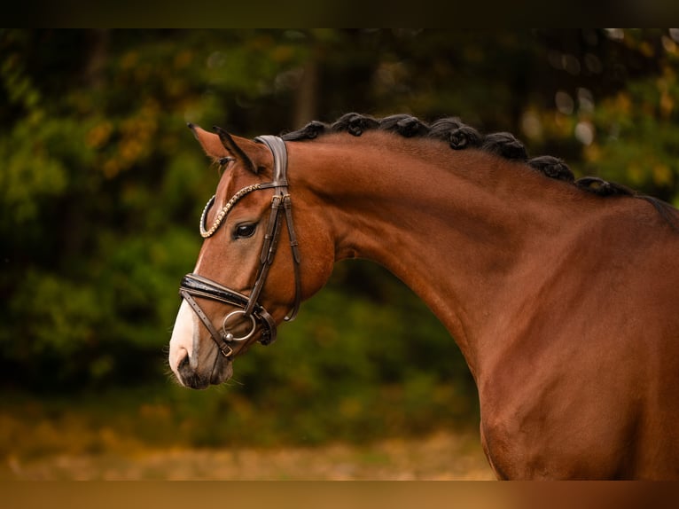 Austrian Warmblood Mare 5 years 16 hh Brown in Wehringen