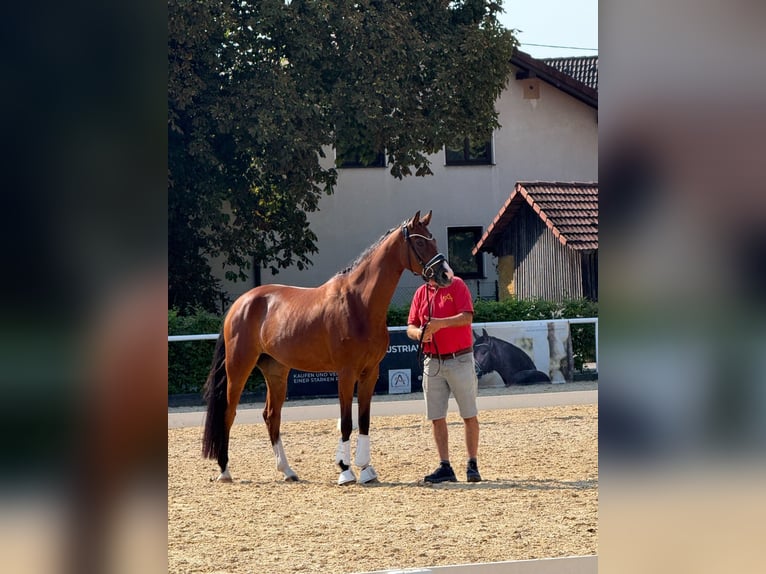 Austrian Warmblood Mare 5 years 16 hh Brown in Pfarrkirchen bei Bad Hall