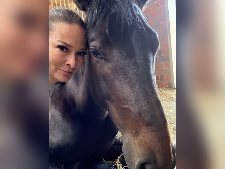 Austrian Warmblood Mare 5 years 16,1 hh Bay-Dark in Ibbenbüren