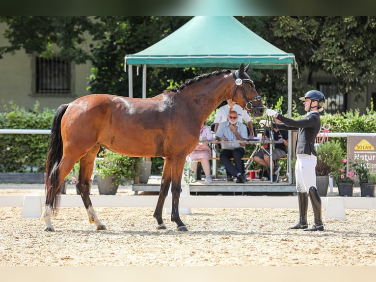 Austrian Warmblood Mare 5 years 16,1 hh Brown in Wolfsbach