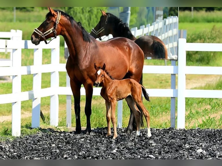 Austrian Warmblood Mare 5 years 16,1 hh Brown in Wolfsbach