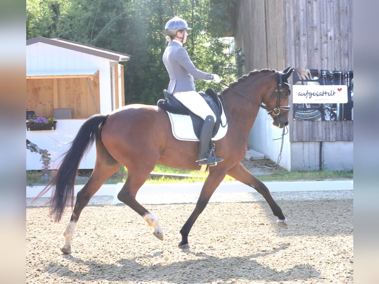 Austrian Warmblood Mare 5 years 16,1 hh Brown in Wolfsbach