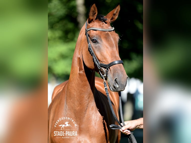Austrian Warmblood Mare 5 years 16,2 hh Brown in Stadl-Paura