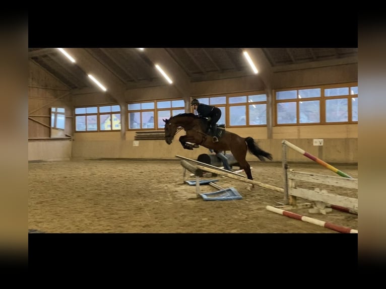 Austrian Warmblood Mare 5 years 16,3 hh Brown in Feldbach
