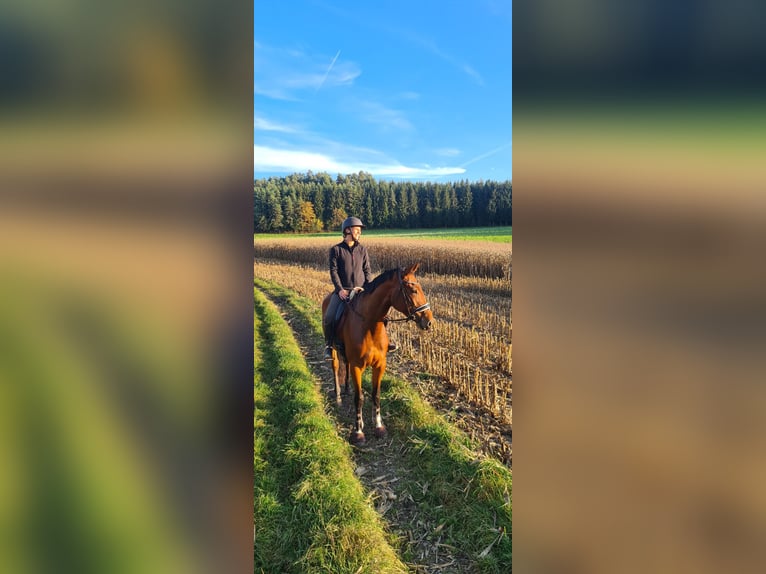 Austrian Warmblood Mare 5 years 17 hh Brown in Possau