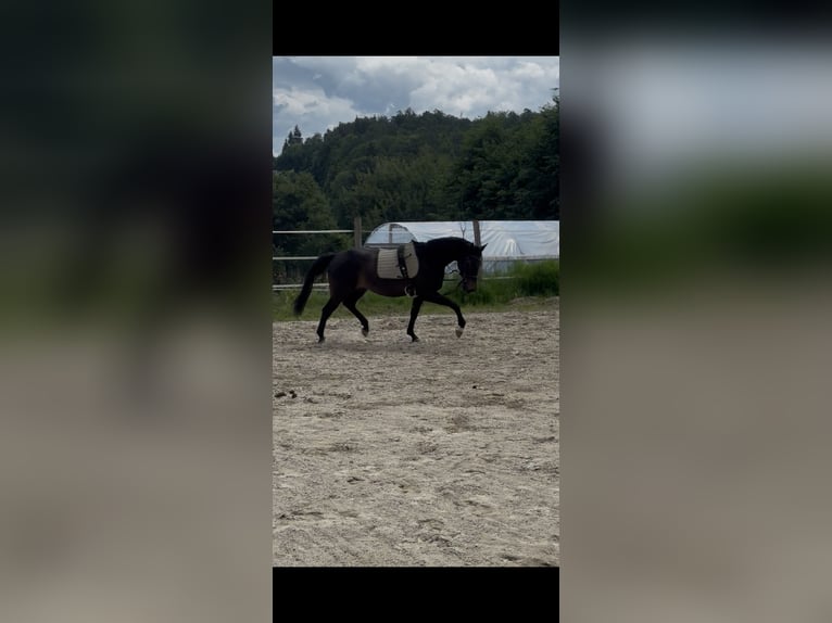 Austrian Warmblood Mare 5 years Bay-Dark in Wies