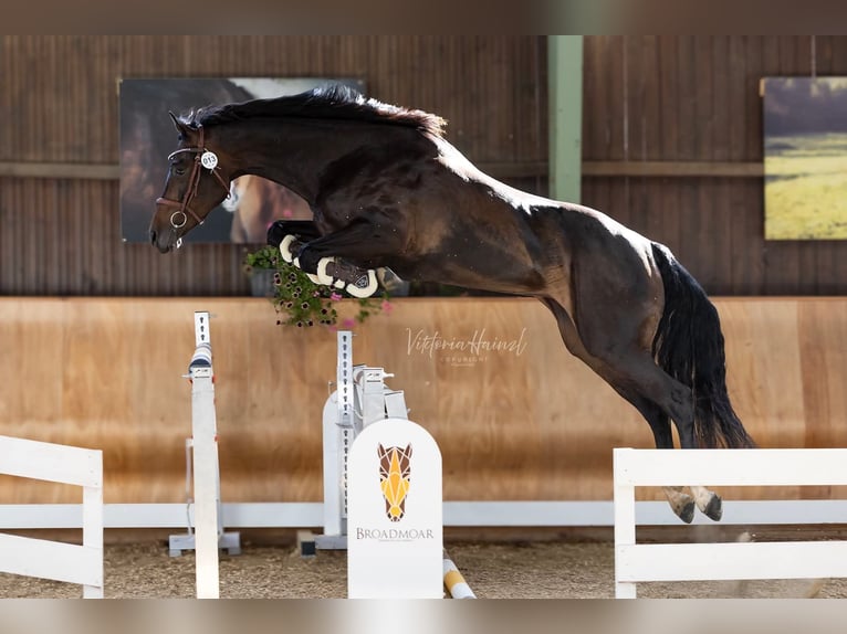 Austrian Warmblood Mare 6 years 15.2 hh Bay-Dark in Sankt Martin am Wöllmißberg