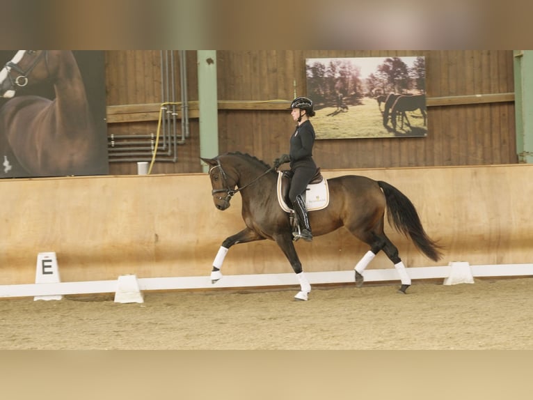 Austrian Warmblood Mare 6 years 15,3 hh Bay-Dark in Oisnitz