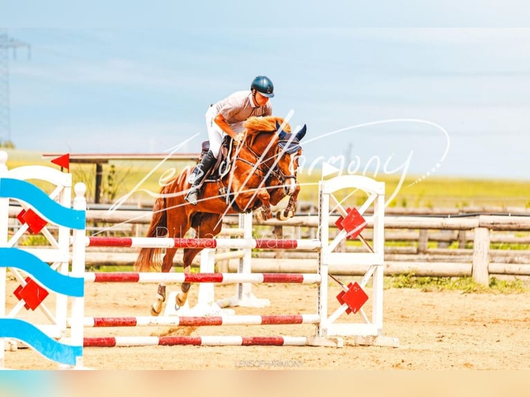 Austrian Warmblood Mare 6 years 15,3 hh Chestnut-Red in Ried am Riederberg