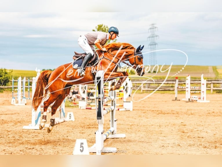 Austrian Warmblood Mare 6 years 15,3 hh Chestnut-Red in Ried am Riederberg