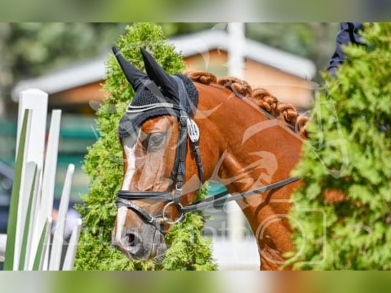 Austrian Warmblood Mare 6 years 15,3 hh Chestnut-Red in Ried am Riederberg