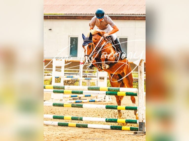 Austrian Warmblood Mare 6 years 15,3 hh Chestnut-Red in Ried am Riederberg