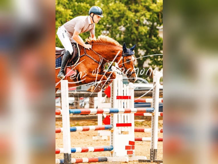 Austrian Warmblood Mare 6 years 15,3 hh Chestnut-Red in Ried am Riederberg