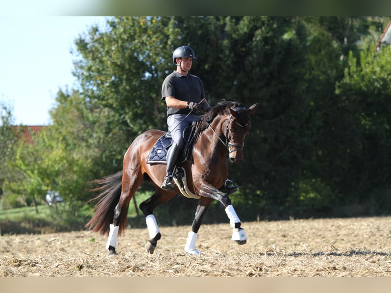 Austrian Warmblood Mare 6 years 16,1 hh Brown in St Marein bei Graz