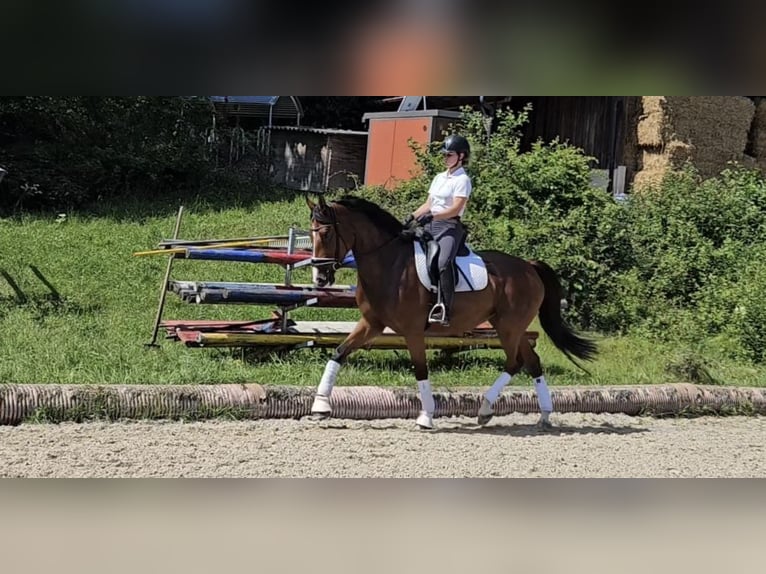 Austrian Warmblood Mare 6 years 16,1 hh Brown in Mehrnbach