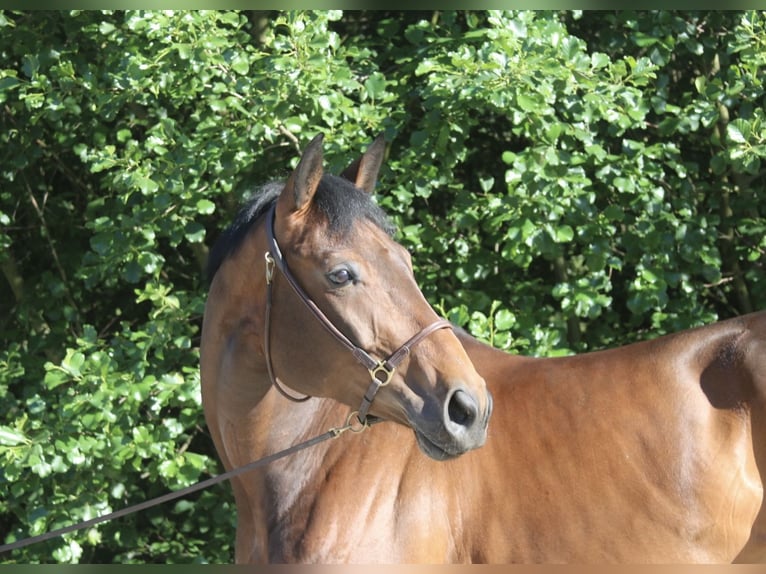 Austrian Warmblood Mare 6 years 16.1 hh Brown in Erharting