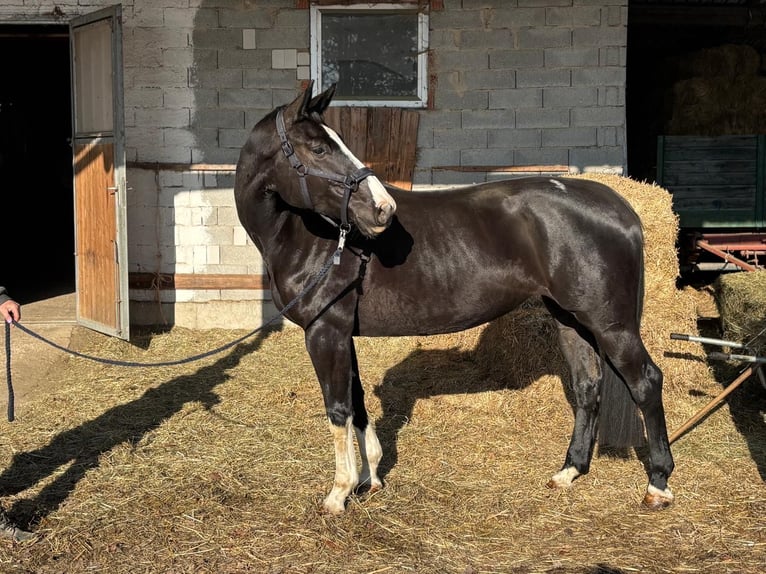 Austrian Warmblood Mare 6 years 16.2 hh Black in Winhöring